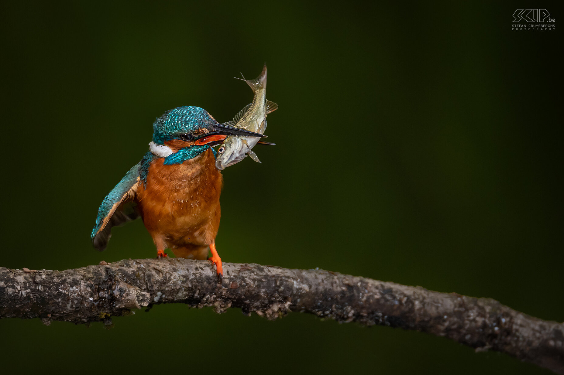 Kingfisher Some of my best images from recent years of one of the most beautiful birds in our country; the kingfisher. Stefan Cruysberghs